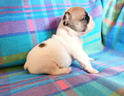 Les chiots de Bouledogue français