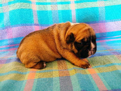 Les chiots de Bouledogue français