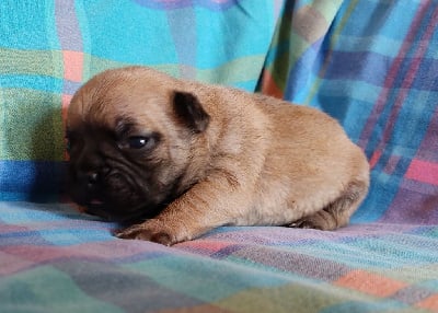 Les chiots de Bouledogue français