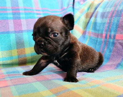 Les chiots de Bouledogue français