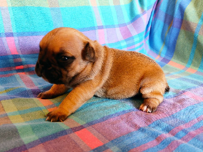Les chiots de Bouledogue français