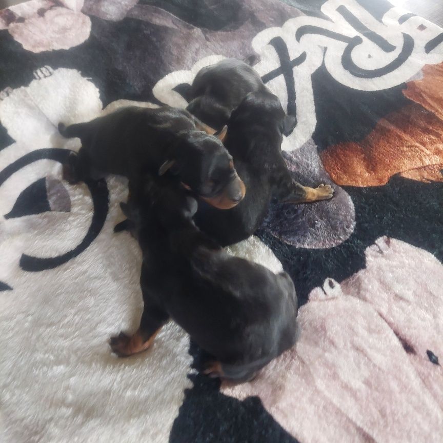 CHIOT 5 - Pinscher nain