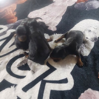 Les chiots de Pinscher nain