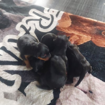 Les chiots de Pinscher nain