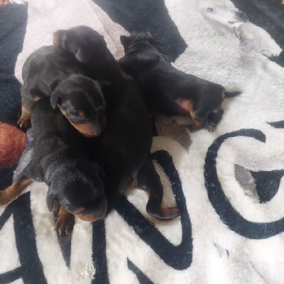 Les chiots de Pinscher nain