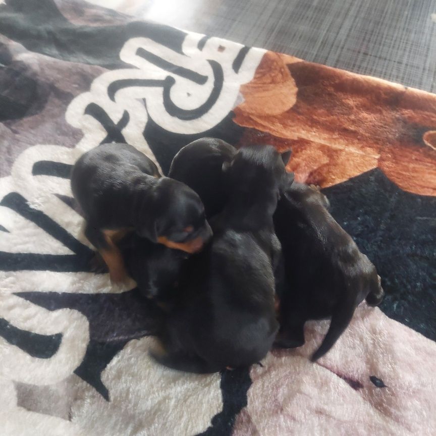 CHIOT 1 - Pinscher nain