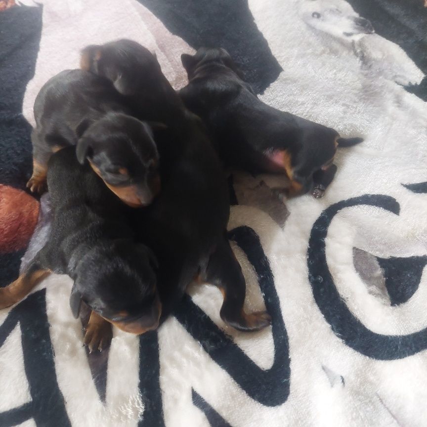CHIOT 6 - Pinscher nain