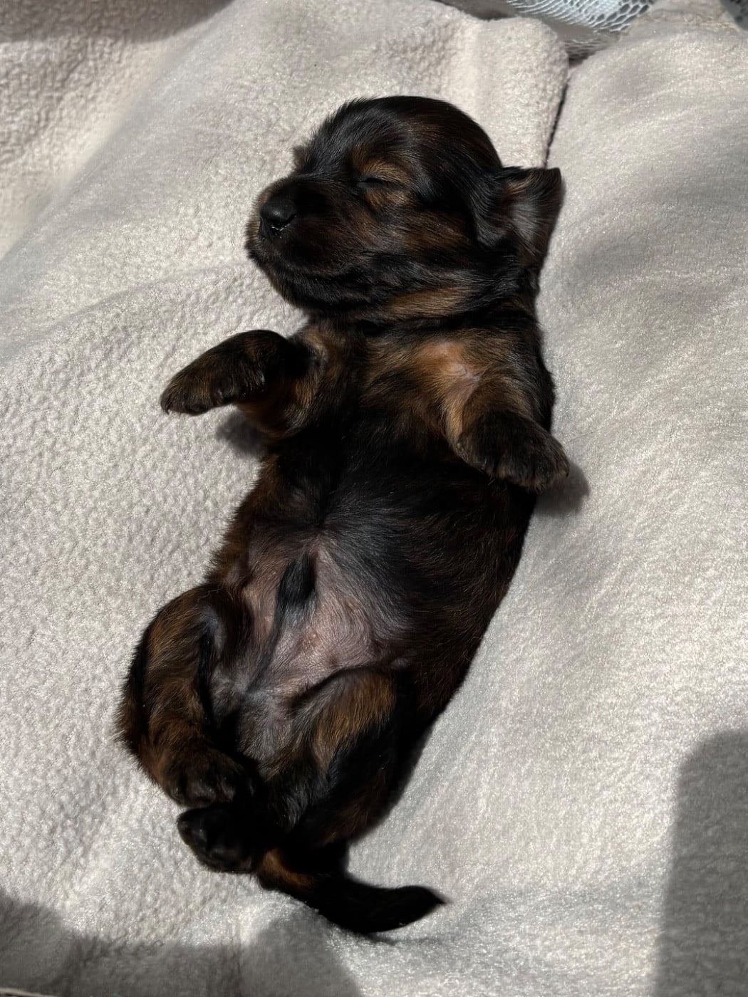 BOSCO