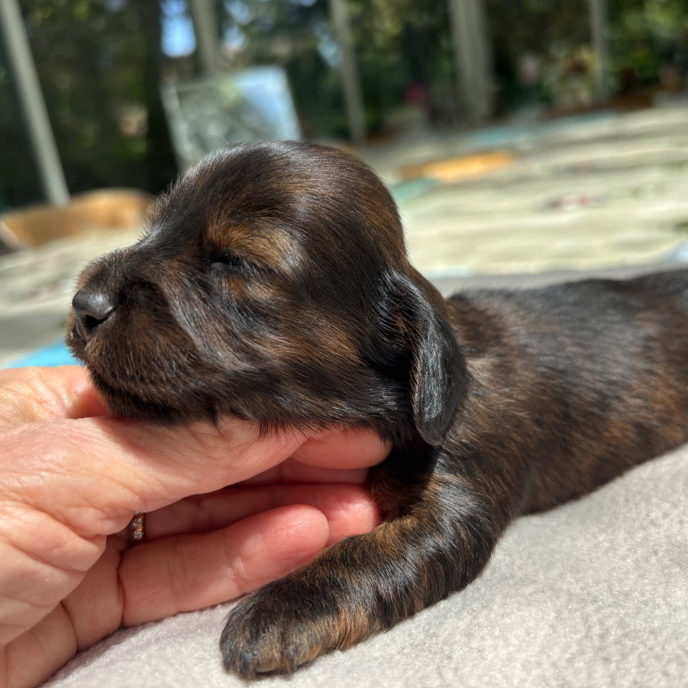 BOSCO
