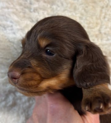 Les chiots de Teckel poil long