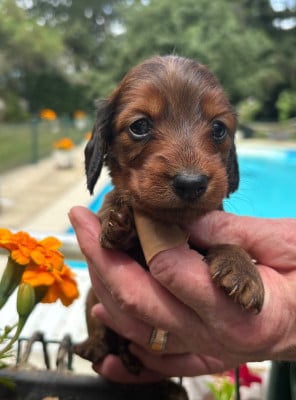 Les chiots de Teckel poil long