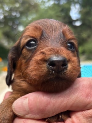 Les chiots de Teckel poil long