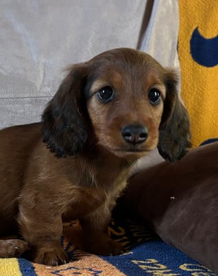 Les chiots de Teckel poil long