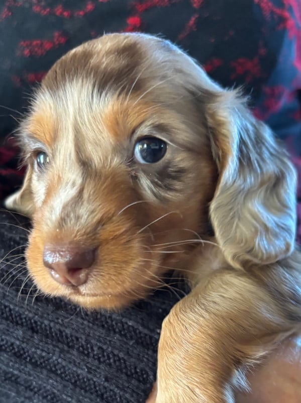 Teckel poil long - Du grand baronnet