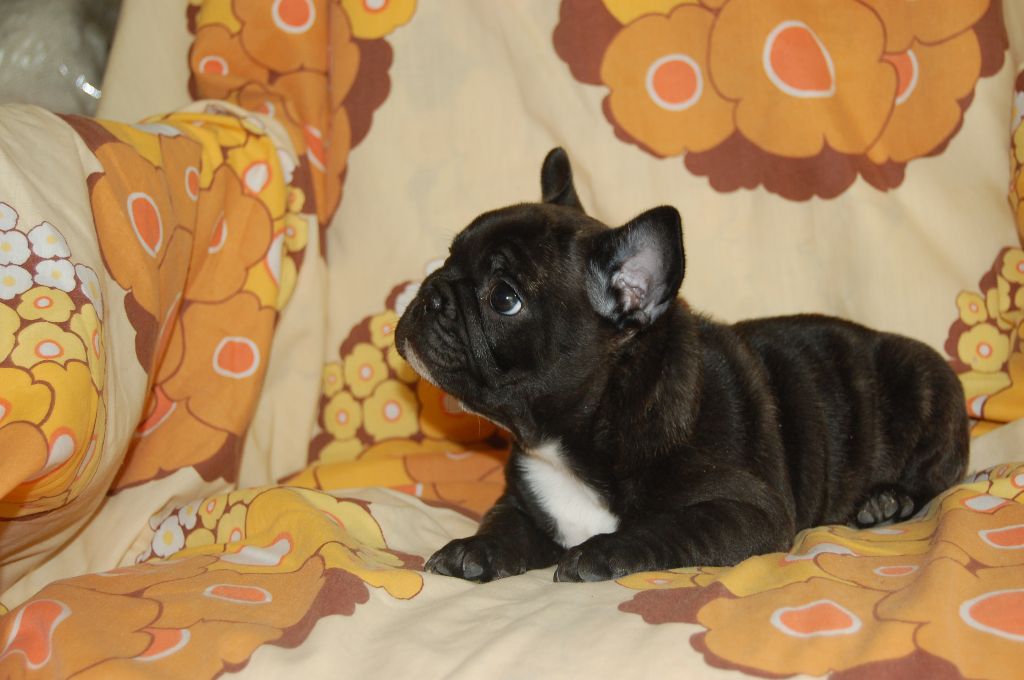 Nardéchoix premier Bcbg Belle Carrure Belle Gueule