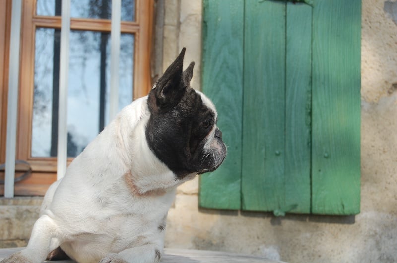 Ckiproko Bcbg Belle Carrure Belle Gueule