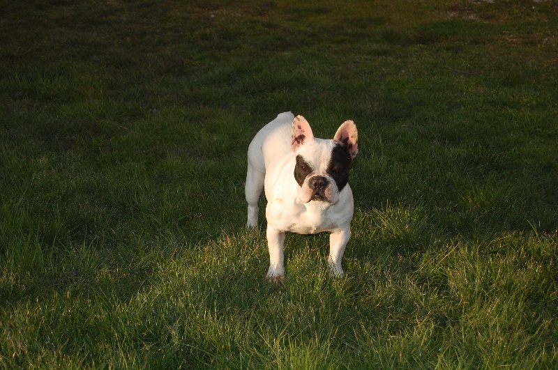 Publication : Bcbg Belle Carrure Belle Gueule Auteur : E. Allemand