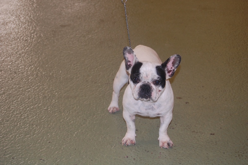 Cuddly intelligent amazing dite c.i.a. Bcbg Belle Carrure Belle Gueule