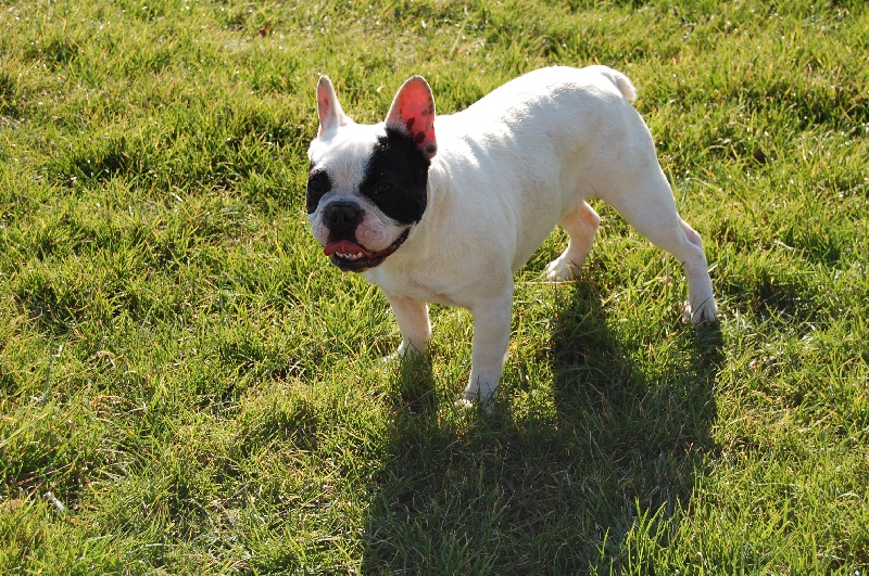 Publication : Bcbg Belle Carrure Belle Gueule Auteur : E. Allemand