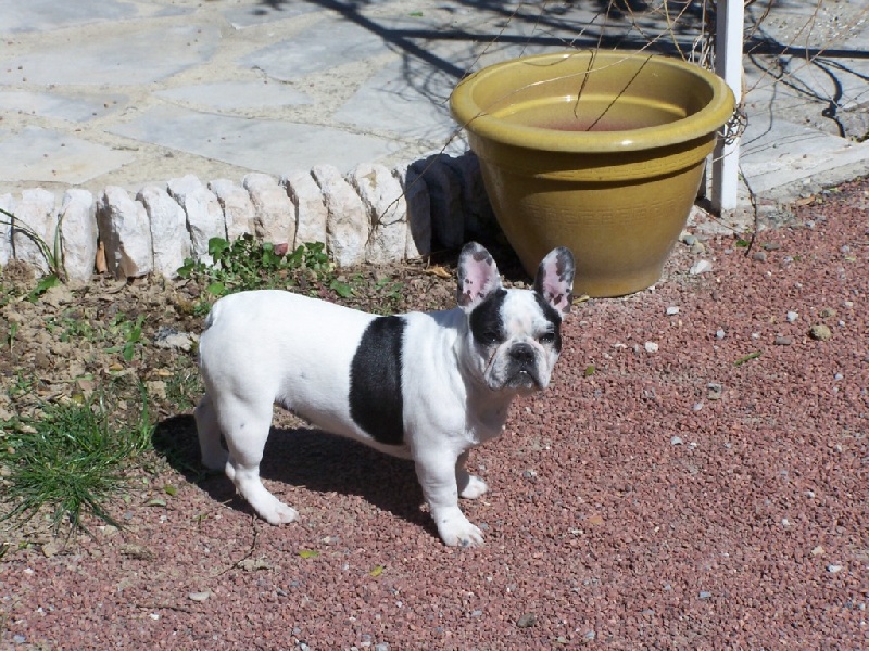 Cuddly intelligent amazing dite c.i.a. Bcbg Belle Carrure Belle Gueule