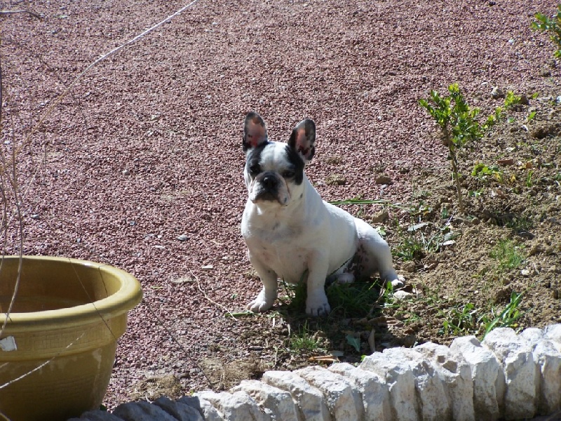 Cuddly intelligent amazing dite c.i.a. Bcbg Belle Carrure Belle Gueule