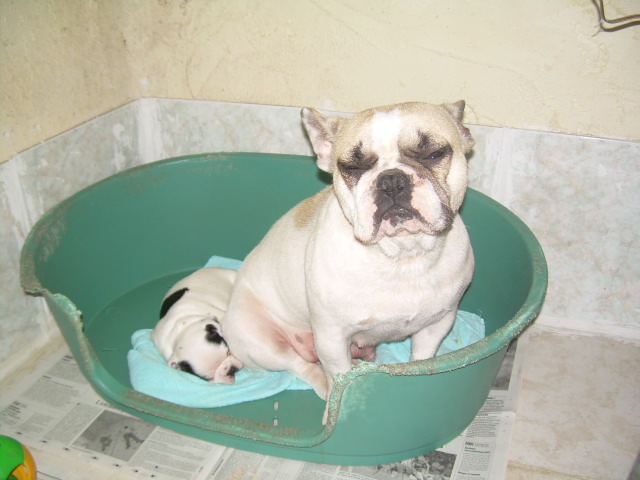 Cuddly intelligent amazing dite c.i.a. Bcbg Belle Carrure Belle Gueule