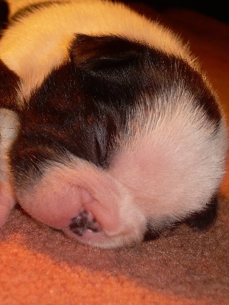 Ckiproko Bcbg Belle Carrure Belle Gueule