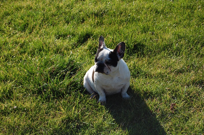 Cuddly intelligent amazing dite c.i.a. Bcbg Belle Carrure Belle Gueule