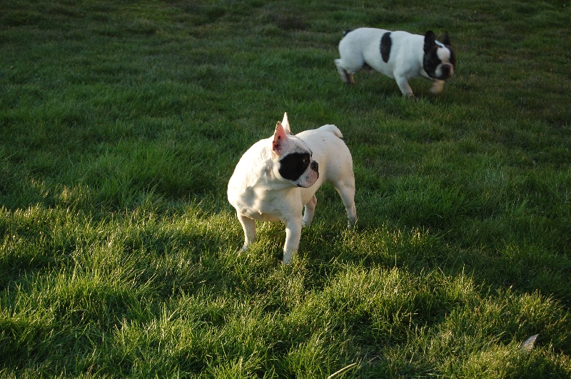 Publication : Bcbg Belle Carrure Belle Gueule Auteur : E. Allemand