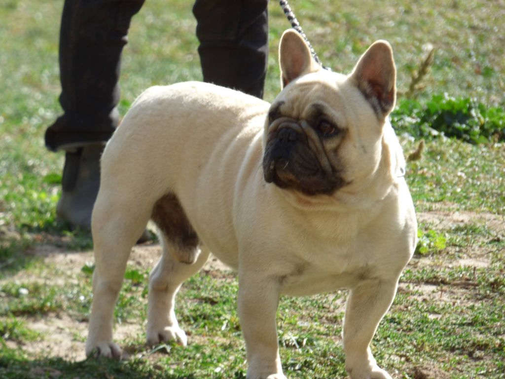 Lako Bcbg Belle Carrure Belle Gueule