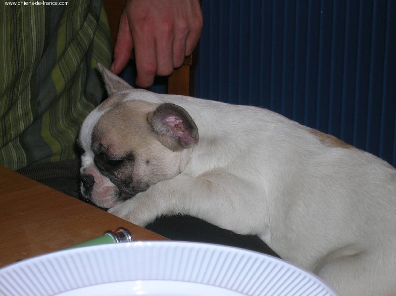 A light liche Bcbg Belle Carrure Belle Gueule