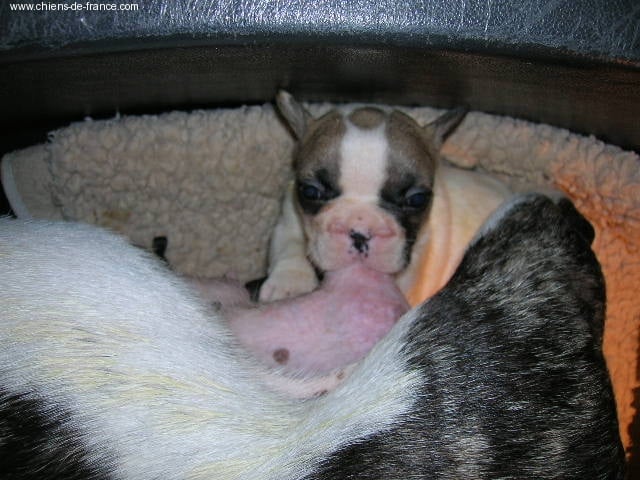 A light liche Bcbg Belle Carrure Belle Gueule