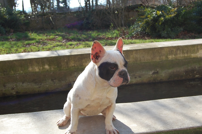 Publication : Bcbg Belle Carrure Belle Gueule Auteur : E. Allemand