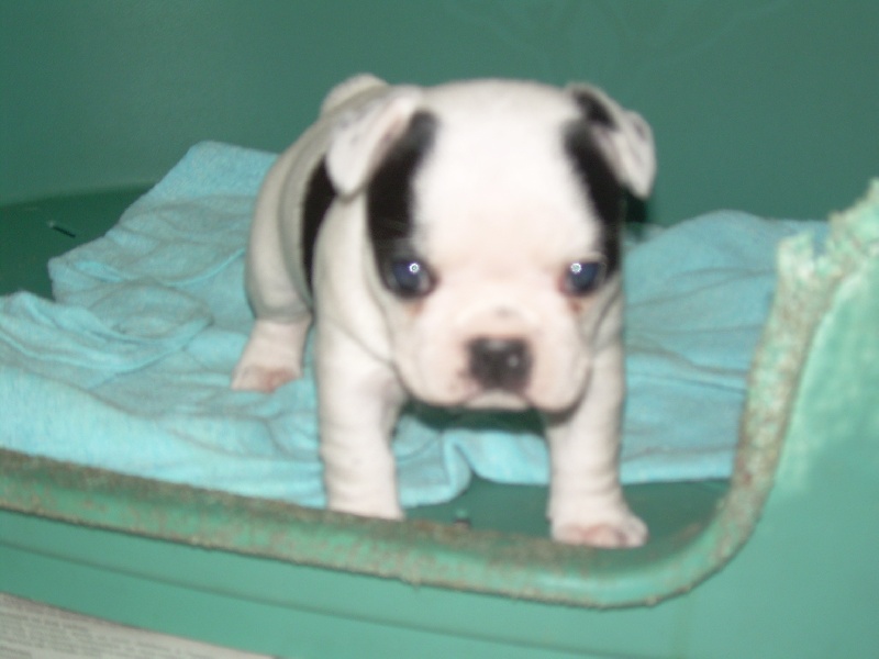 Cuddly intelligent amazing dite c.i.a. Bcbg Belle Carrure Belle Gueule