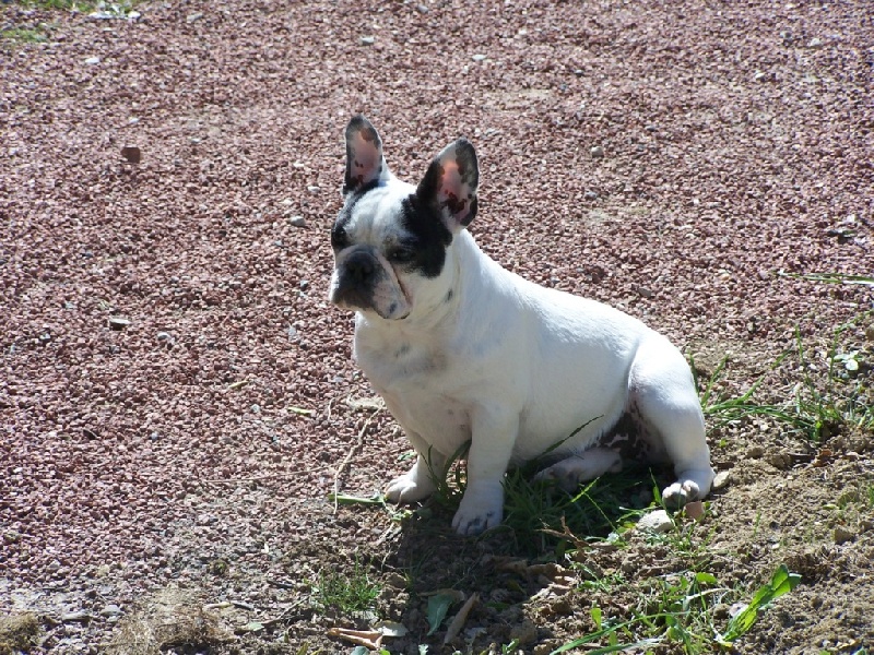 Cuddly intelligent amazing dite c.i.a. Bcbg Belle Carrure Belle Gueule