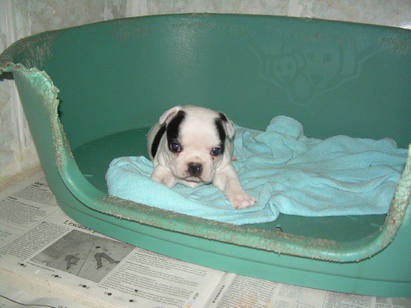 Cuddly intelligent amazing dite c.i.a. Bcbg Belle Carrure Belle Gueule