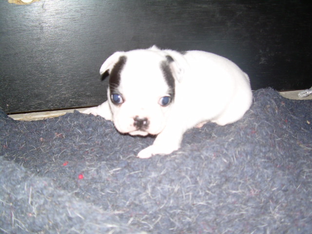 Cuddly intelligent amazing dite c.i.a. Bcbg Belle Carrure Belle Gueule