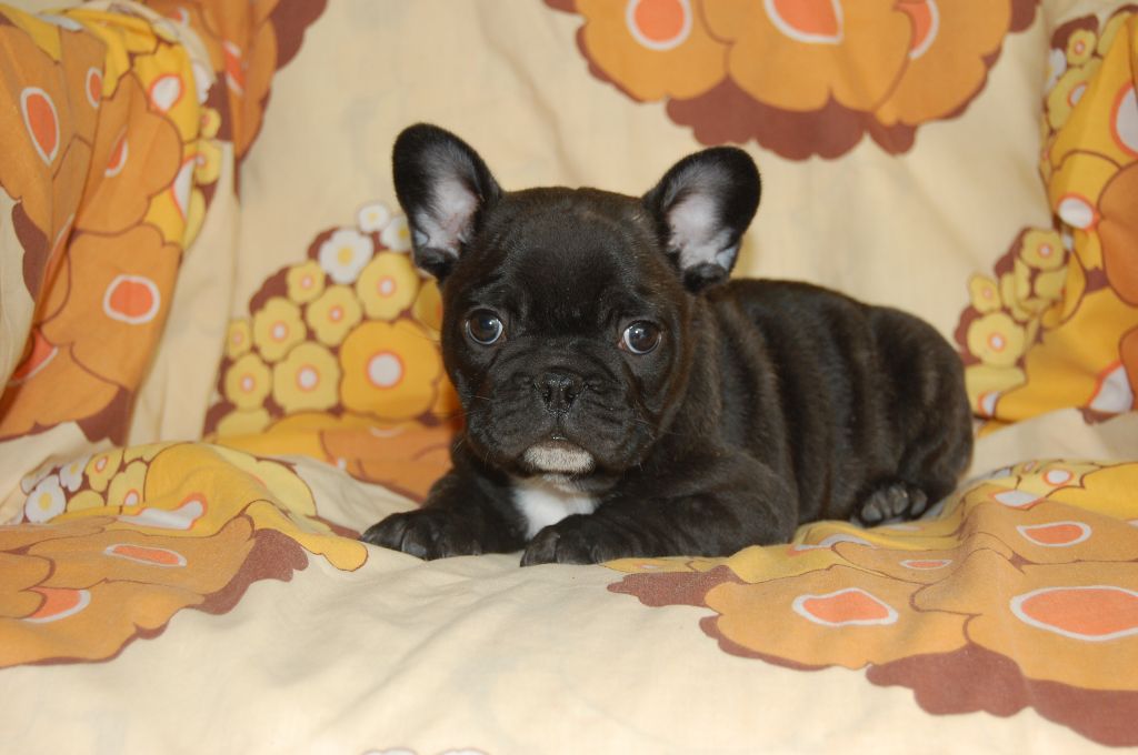 Nardéchoix premier Bcbg Belle Carrure Belle Gueule