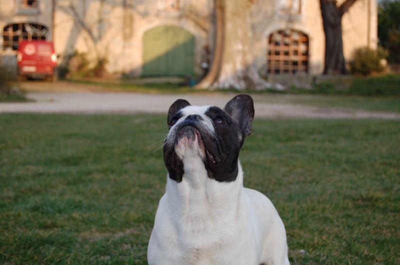 Ckiproko Bcbg Belle Carrure Belle Gueule