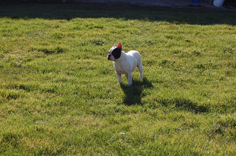 Publication : Bcbg Belle Carrure Belle Gueule Auteur : E. Allemand