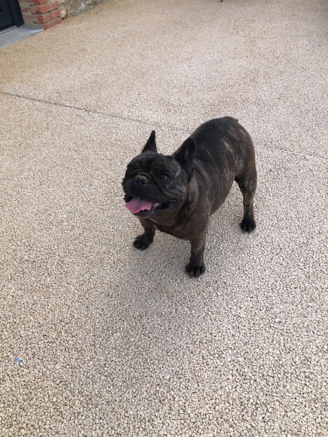 Topinambour Bcbg Belle Carrure Belle Gueule