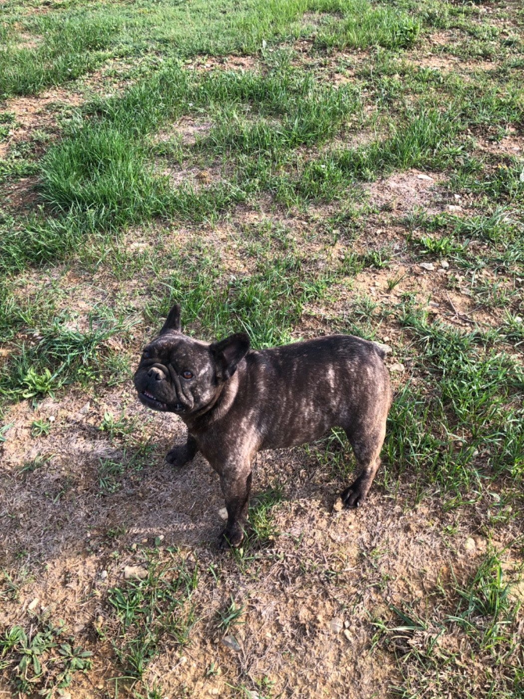 Topinambour Bcbg Belle Carrure Belle Gueule