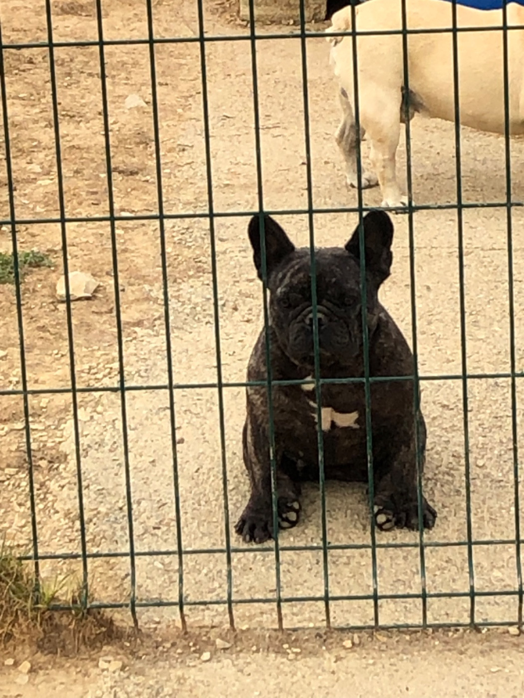 Topinambour Bcbg Belle Carrure Belle Gueule