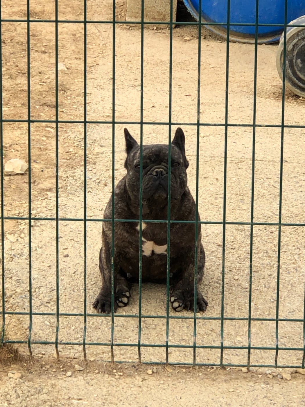 Topinambour Bcbg Belle Carrure Belle Gueule