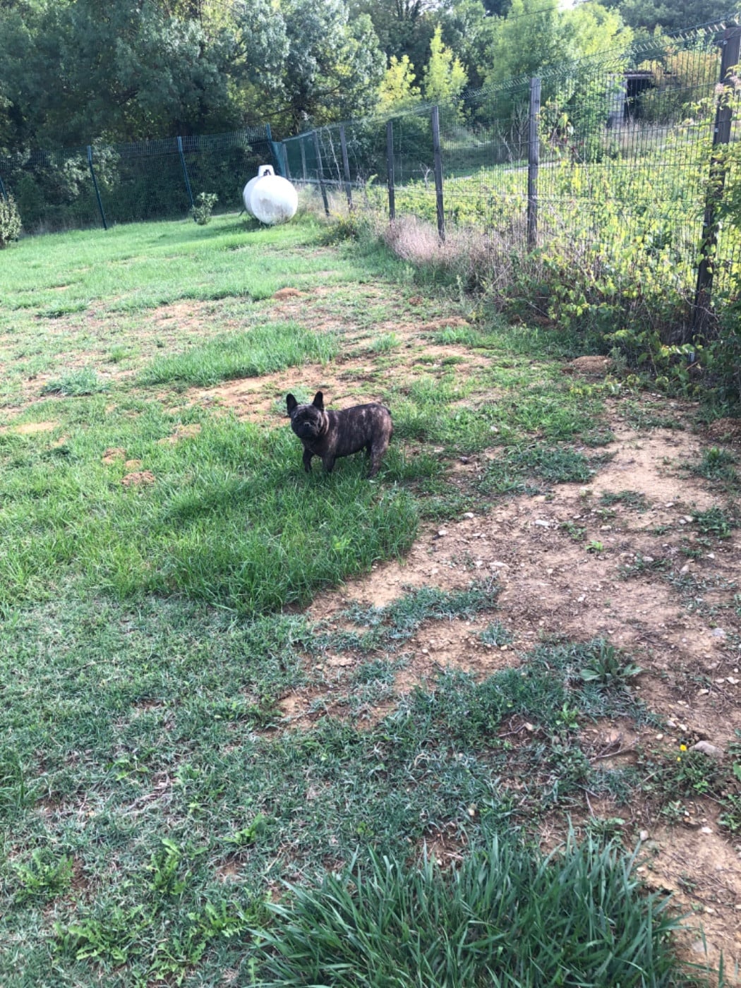 Topinambour Bcbg Belle Carrure Belle Gueule