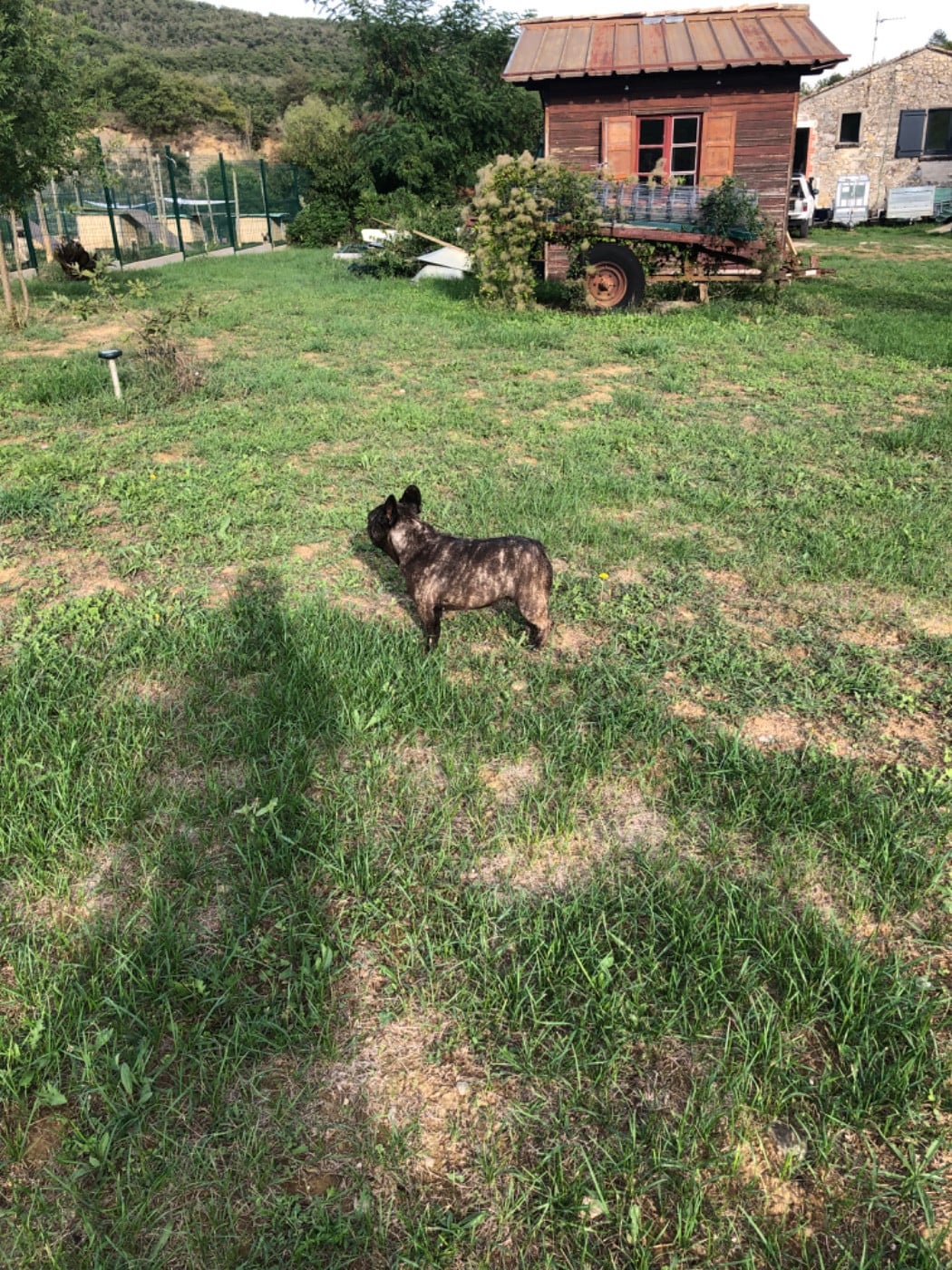 Topinambour Bcbg Belle Carrure Belle Gueule