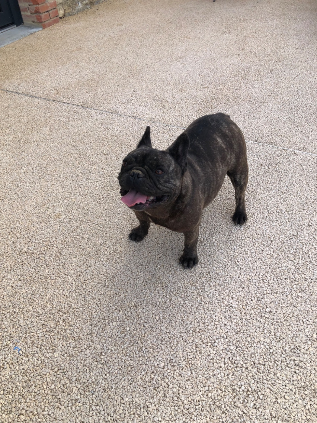 Topinambour Bcbg Belle Carrure Belle Gueule