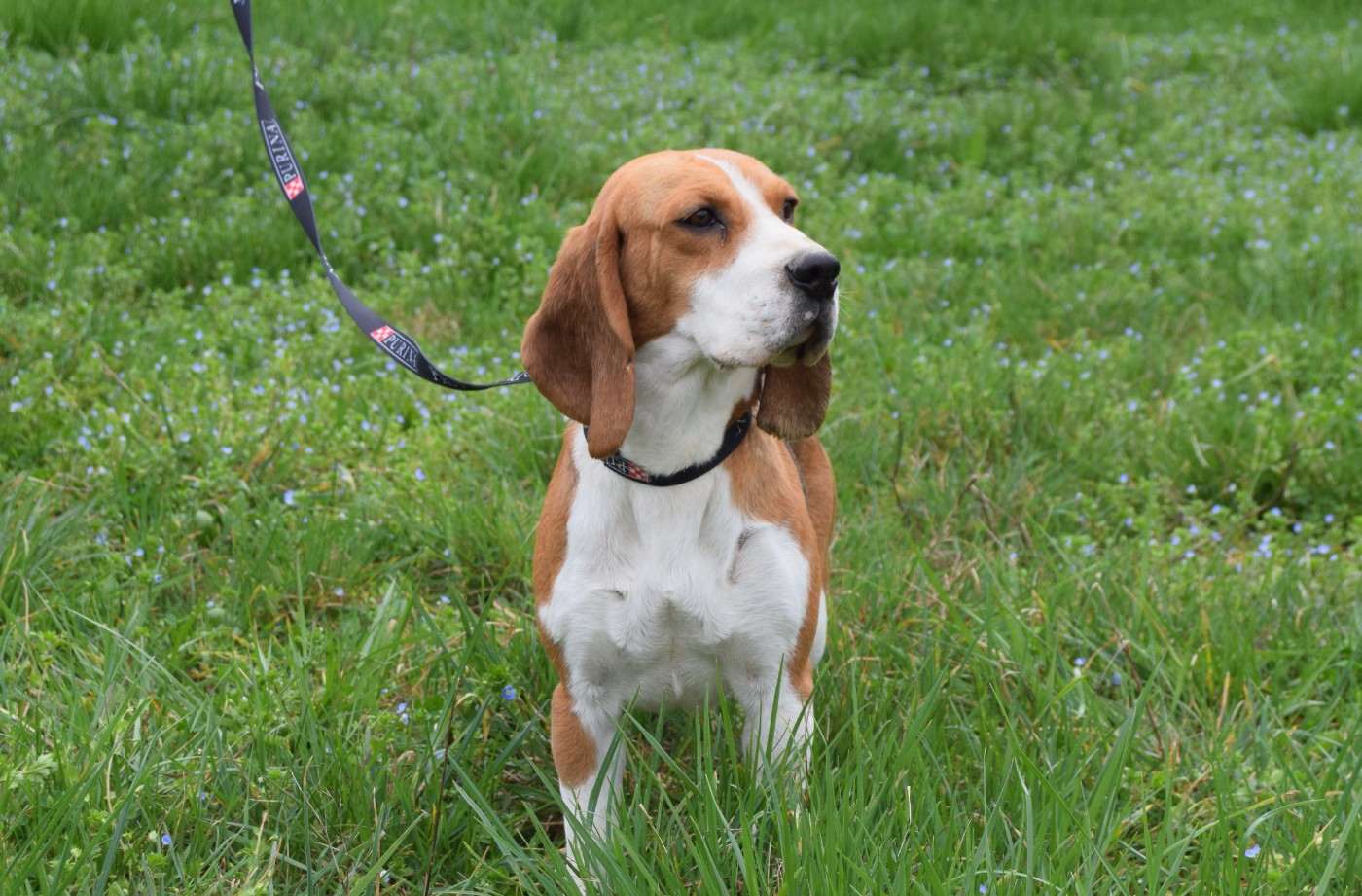 Vaudou Bcbg Belle Carrure Belle Gueule