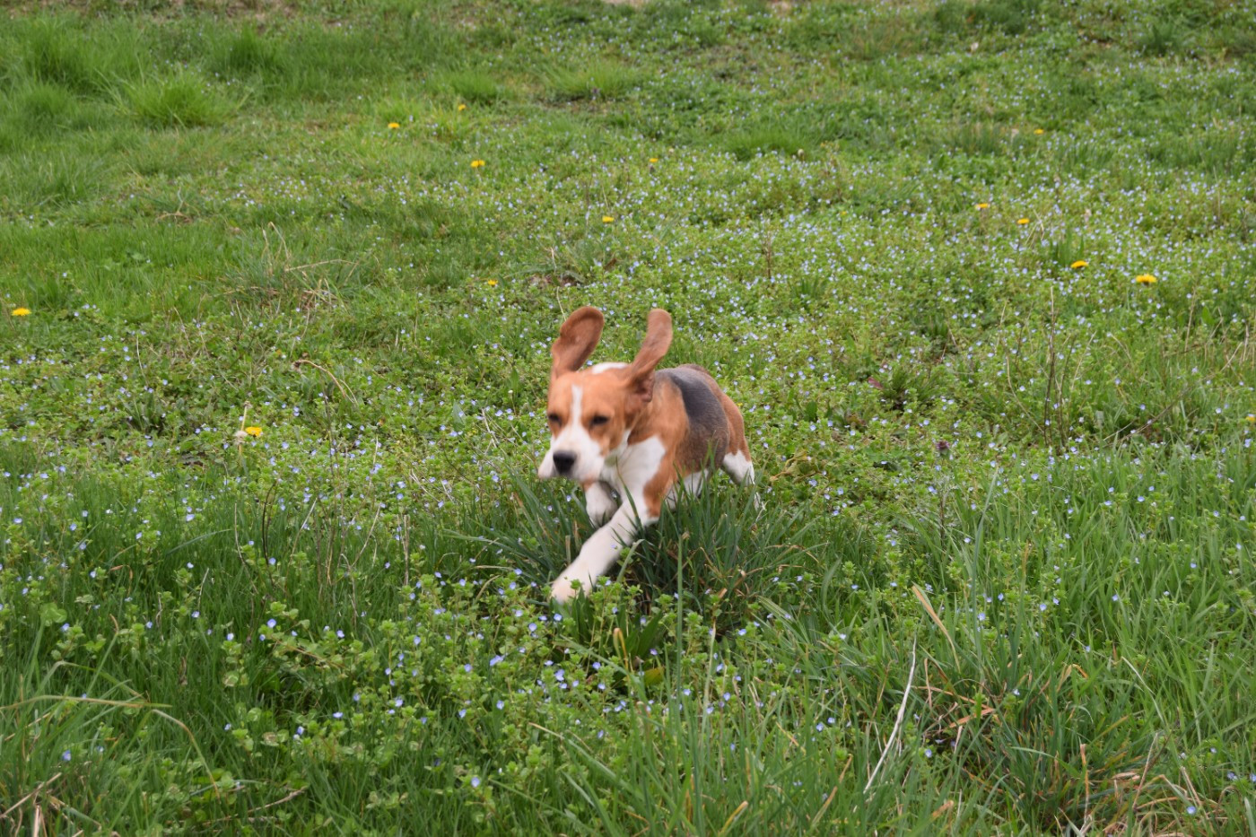 Vaudou Bcbg Belle Carrure Belle Gueule