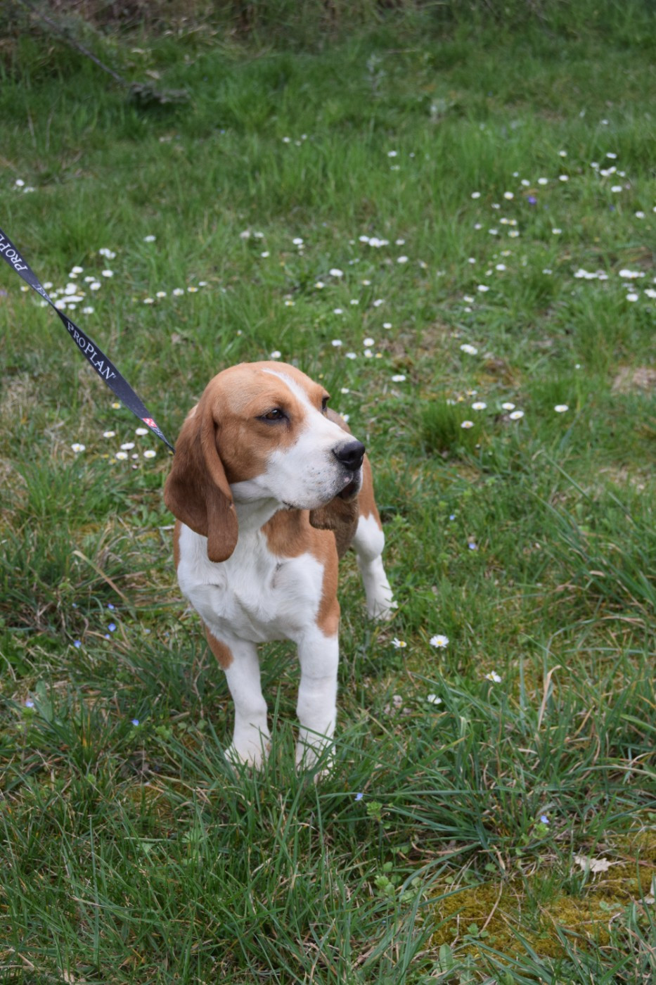 Vaudou Bcbg Belle Carrure Belle Gueule